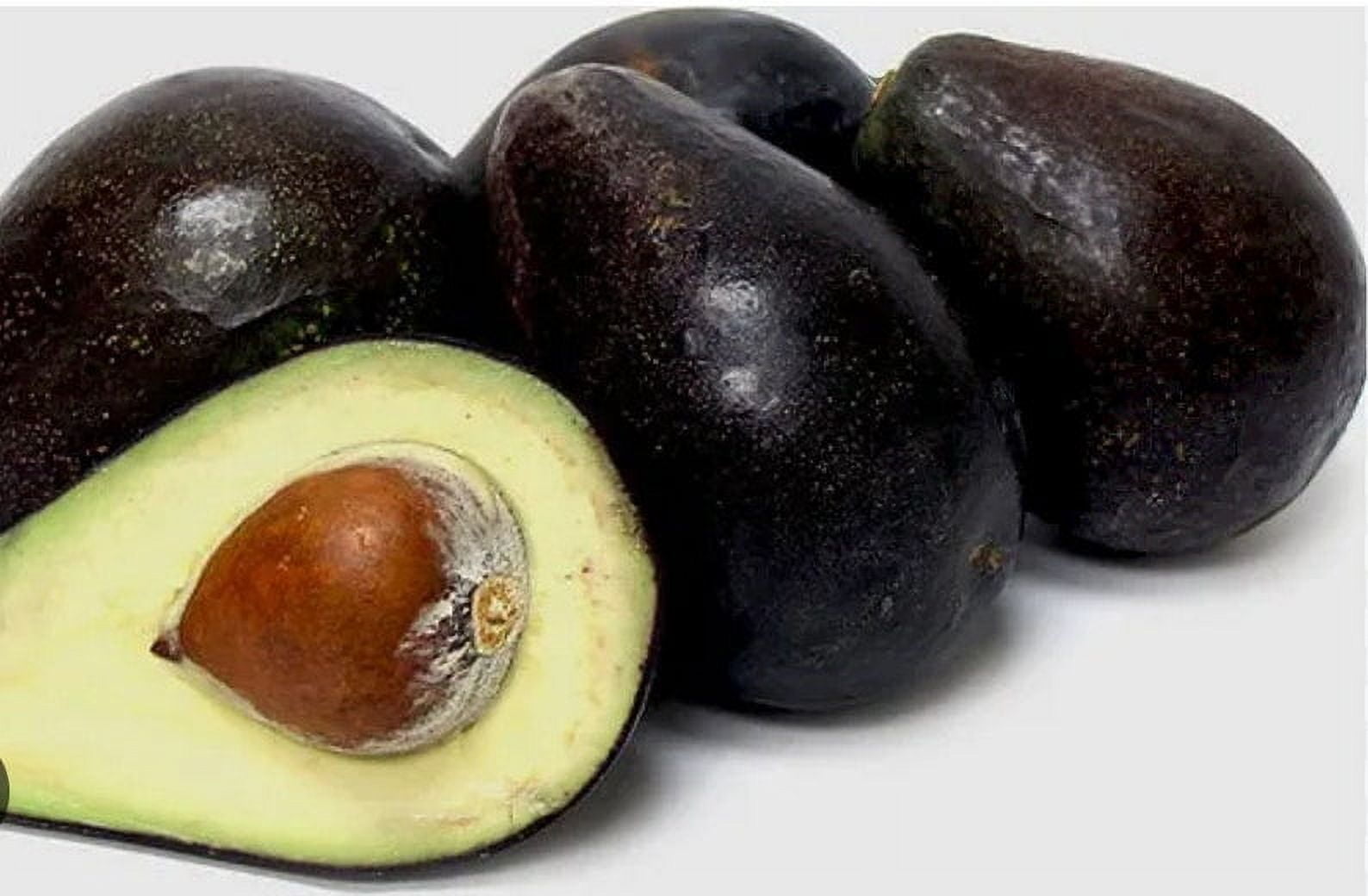 Oro negro grafted Avocado Tree From 2 to 4 feet tall. We ship to all states