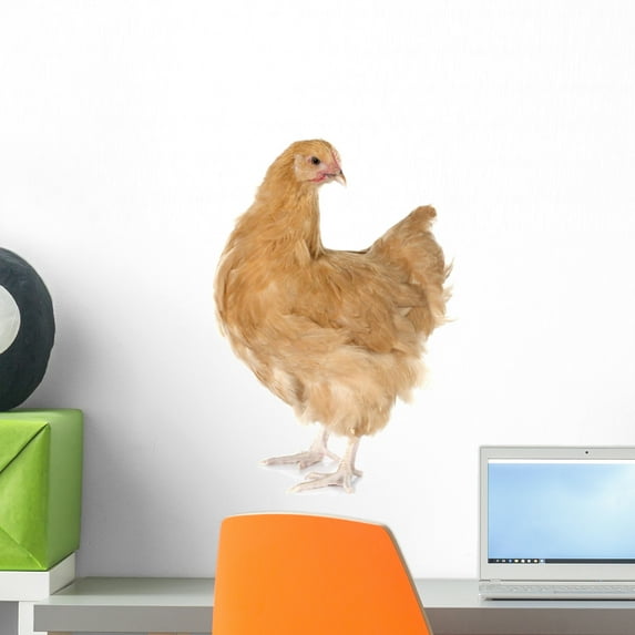 Orpington Chicken Wall Mural by Wallmonkeys Peel and Stick Graphic (18 in H x 18 in W) WM122024