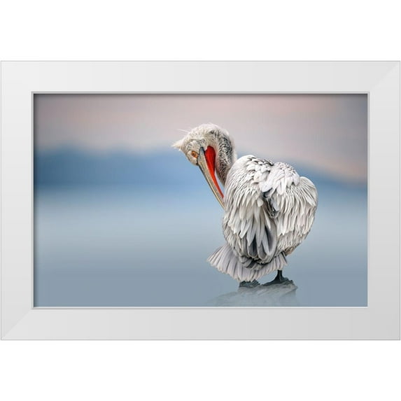 Ortega, Xavier 14x10 White Modern Wood Framed Museum Art Print Titled - Dalmatian Pelican At Dawn