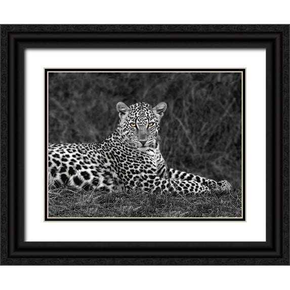 Ortega, Xavier 14x12 Black Ornate Wood Framed with Double Matting Museum Art Print Titled - Leopard Portrait