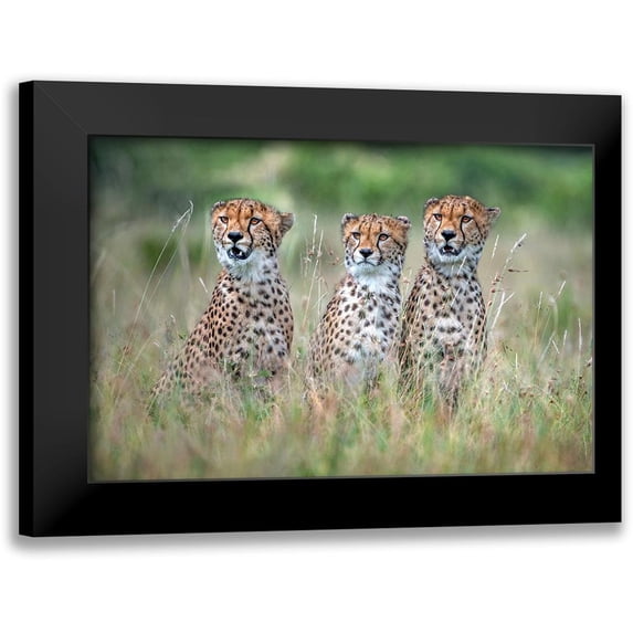 Ortega, Xavier 18x13 Black Modern Framed Museum Art Print Titled - Cheetah Cubs