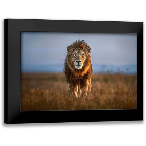 Ortega, Xavier 18x13 Black Modern Framed Museum Art Print Titled - Lion Close Up