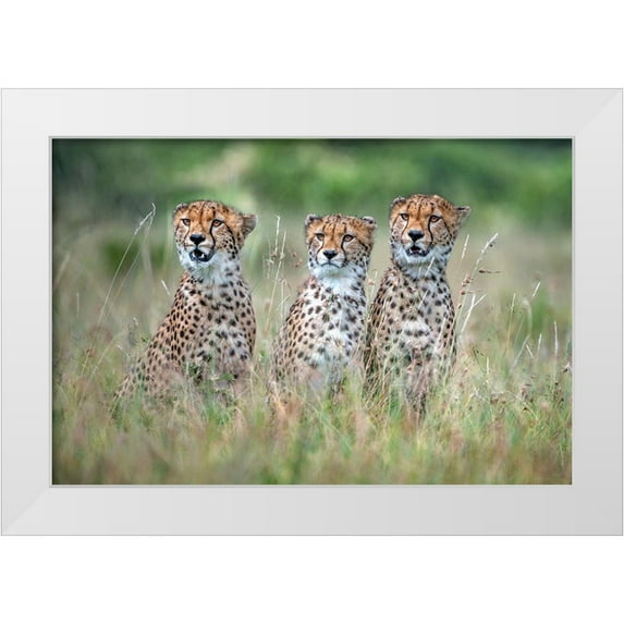 Ortega, Xavier 32x23 White Modern Wood Framed Museum Art Print Titled - Cheetah Cubs