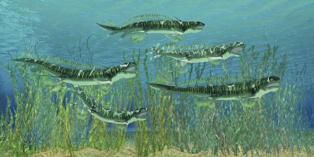 Orthacanthus was a freshwater shark that thrived in the Devonian Period Canvas Art - Corey FordStocktrek Images (40 x 20)