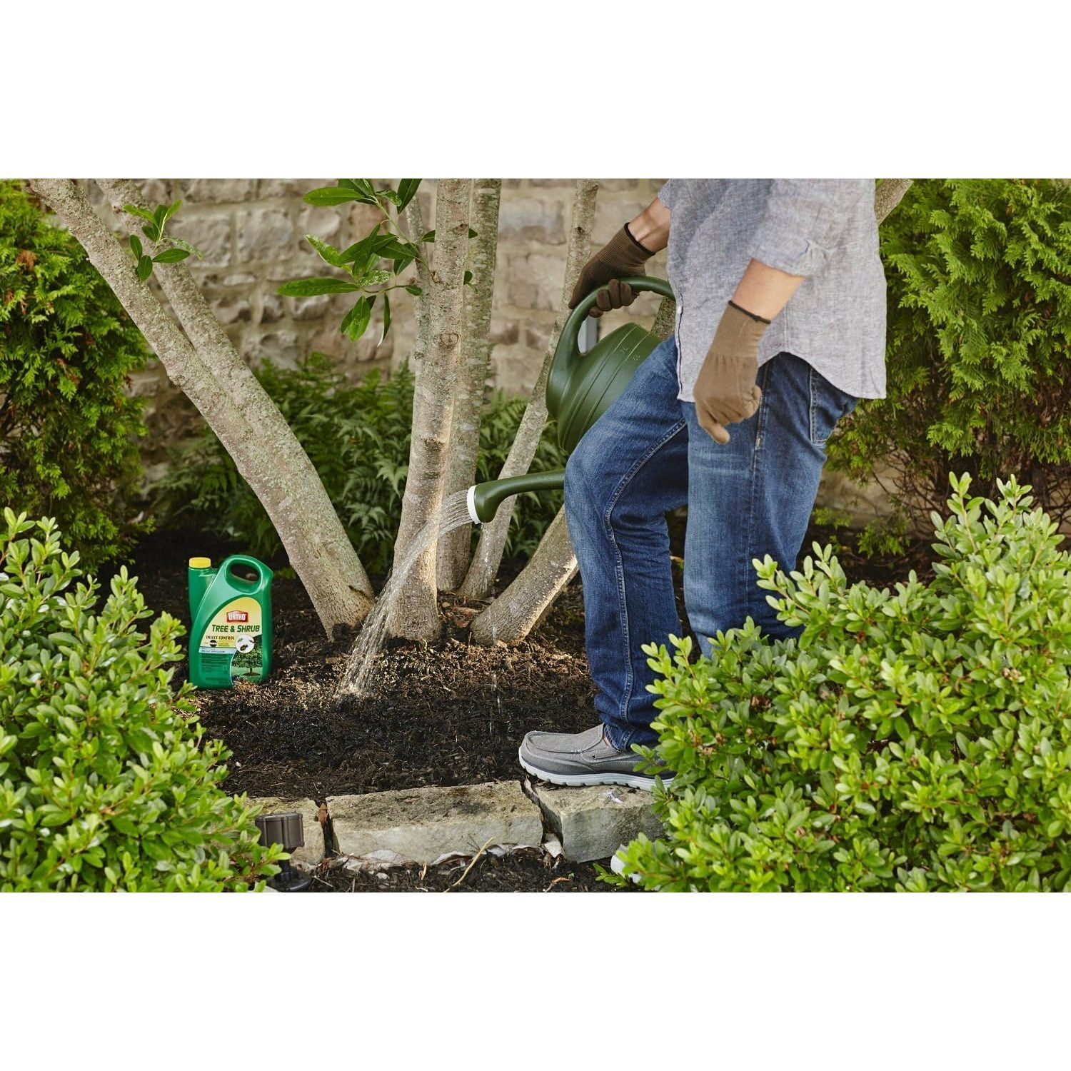 Ortho Tree and Shrub Insect Control Plus MiracleGro Plant Food