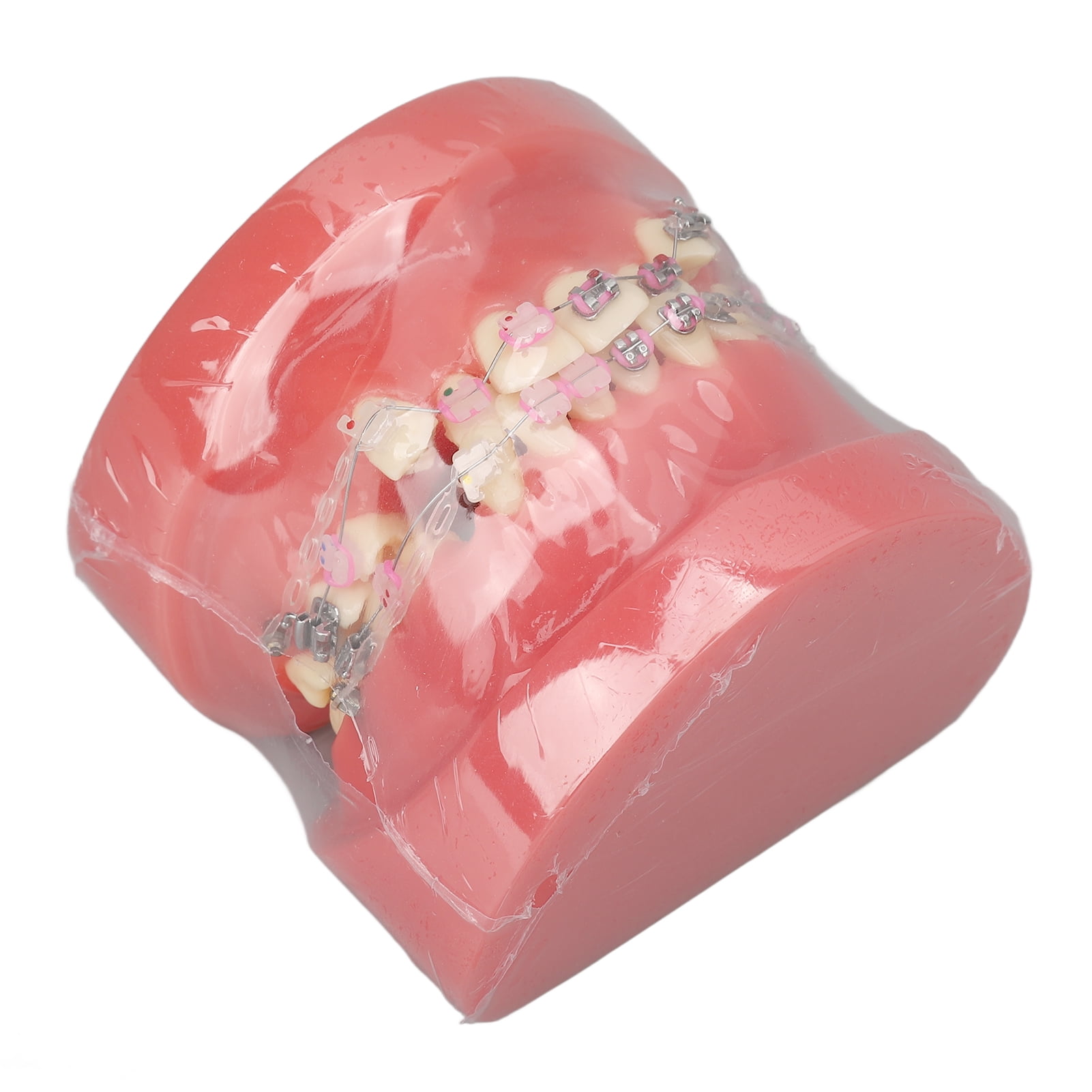 Orthodontics Model, Research Teeth Model Disassembled For Lab For