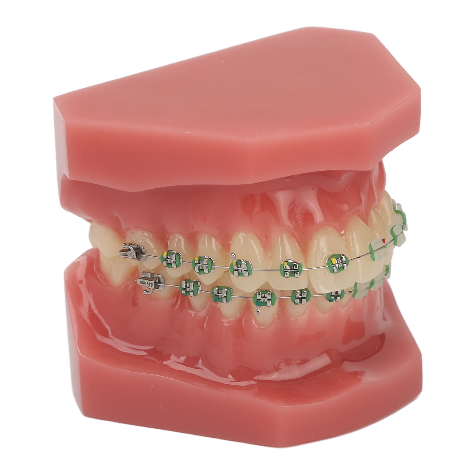 Orthodontics Model, Safe Bracket Model Professional Teaching Simulated