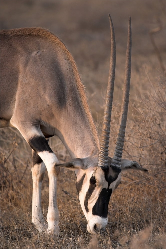 Oryx (Oryx Beisa) Samburu National Reserve Kenya Oryx Canvas Art - Chris Upton Design Pics (24 x 36)