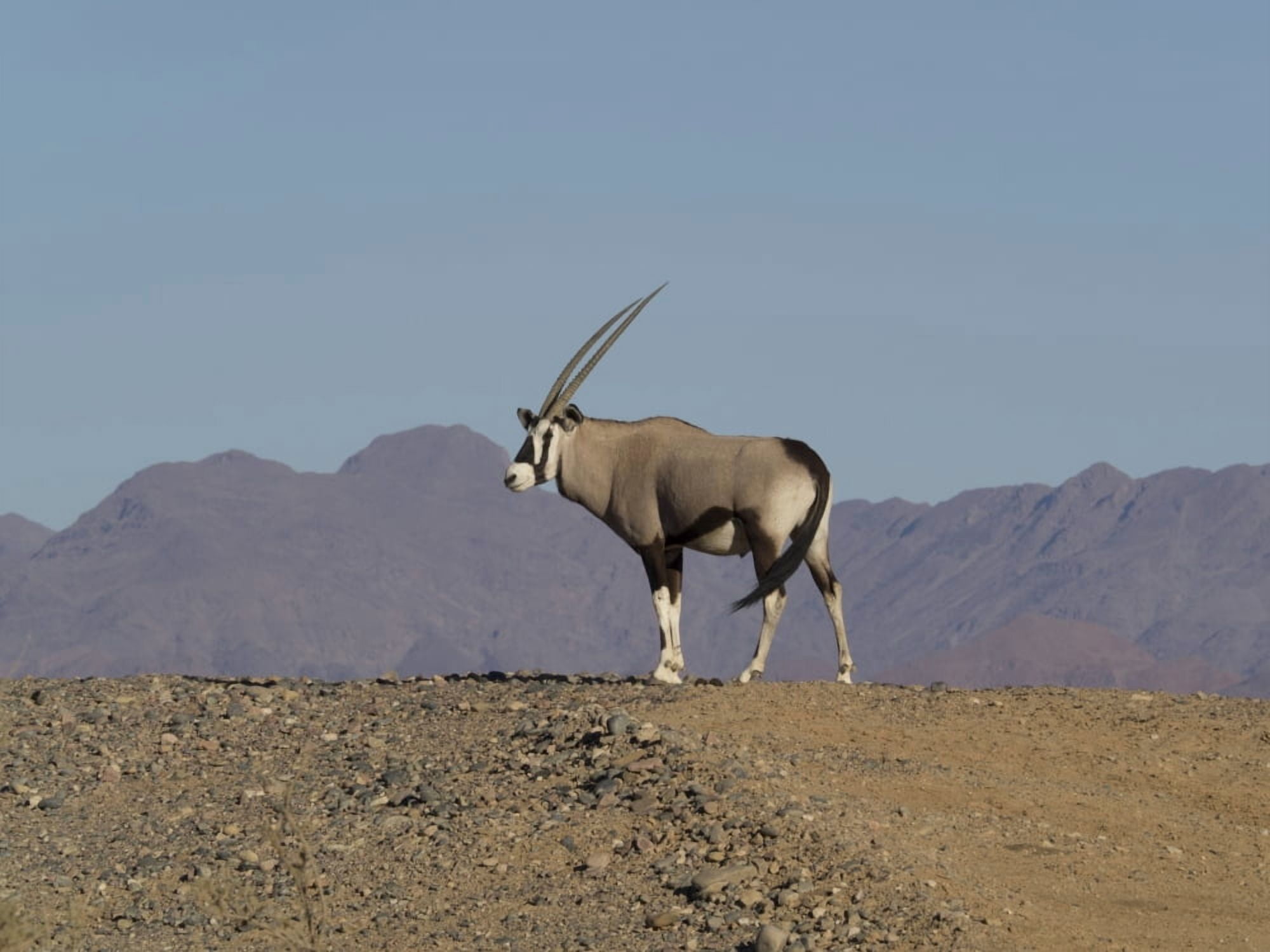 Oryx standing on a hill Namib-Naukluft National Park Hardap Namibia Canvas Art - Panoramic Images (12 x 16)