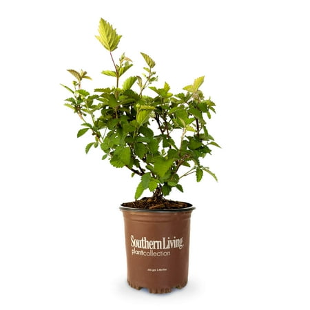 Southern Living Osage Thornless Blackberry Bush Live Shrub in 2.5-Quart Grower Pot