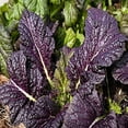 thumbnail image 1 of Osaka Purple Mustard Green Seeds - 500 Count Seed Pack - Non-GMO - Thick, Tender Leaves That are Succulent and Finely-Flavored. - Country Creek Acres Brand, 1 of 1
