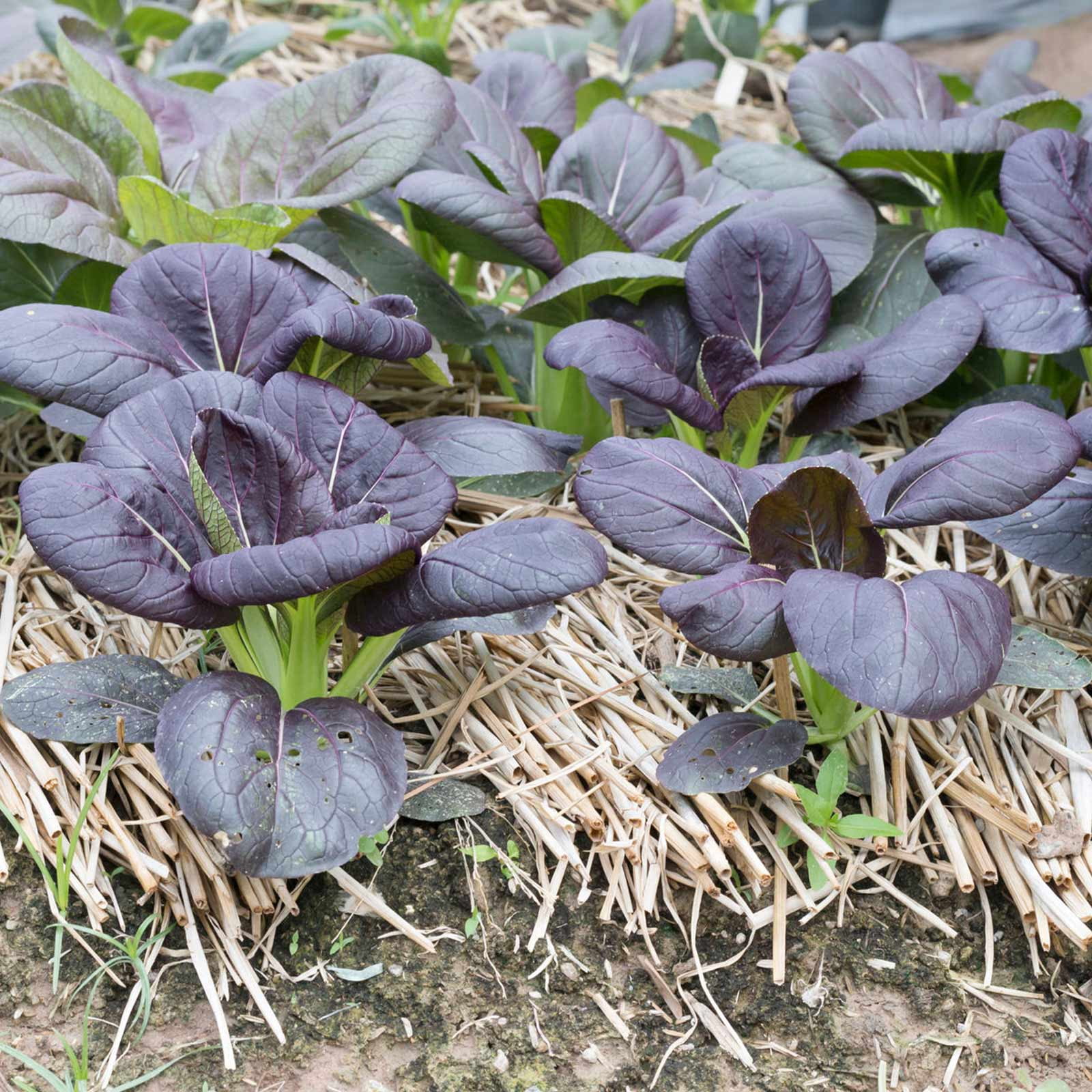 Osaka Purple Mustard Seeds: 1 Lb - Non-GMO Seeds for Japanese Microgreens, Micro Herb Greens, Vegetable Garden