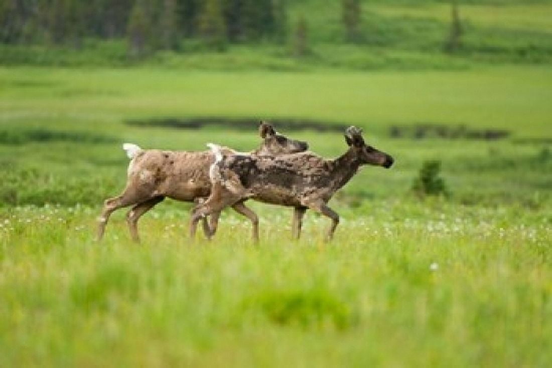 Osborne caribou wildlife British Columbia Canvas Art - Paul Colangelo DanitaDelimont (36 x 24)
