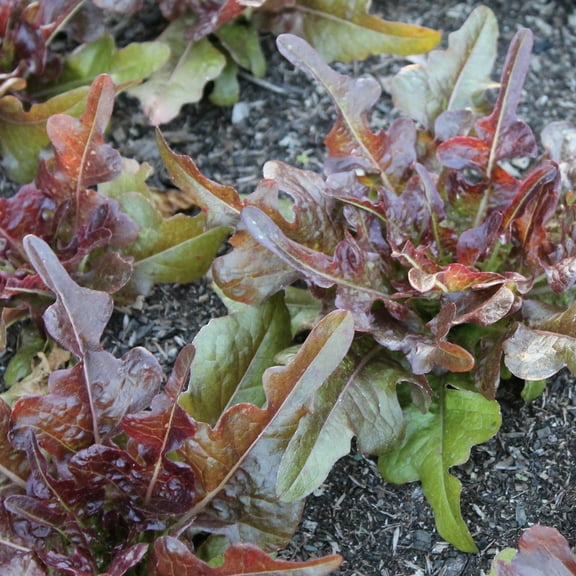 Oscarde Leaf Lettuce Seeds - 1 g Packet ~850 Seeds - Non-GMO - Vegetable Garden - Lactuca sativa