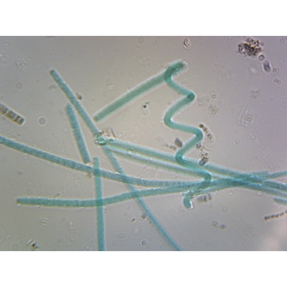 Oscillatoria; Filamentous Bacteria; Shows Simple Unbranched Filaments; Whole-mount; FS&FG stain by Go Science Crazy