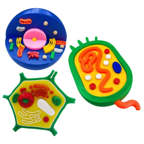 Osdhezcn Animal Plant Cell Structure Anatomy Model For Biology Teaching Demonstration