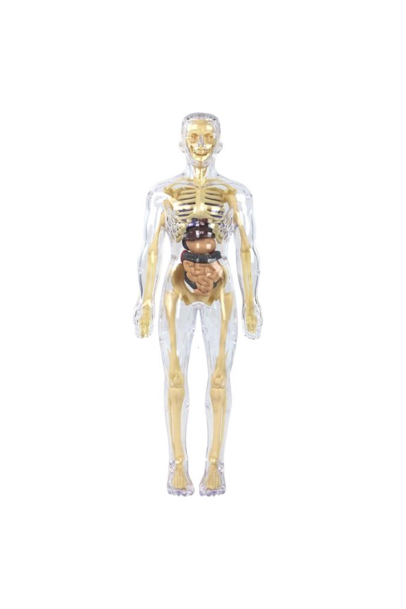 Human Skeleton Anatomy Model with Removable Organs Human Body Anatomy Model