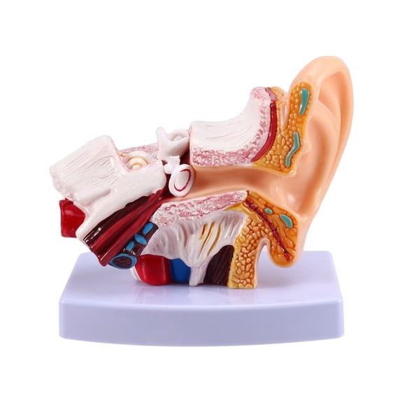 Osfvolr Human Ear Anatomy Model, Ear Structure Building Auditory System Otolaryngology Display Teaching, Big Ear Model