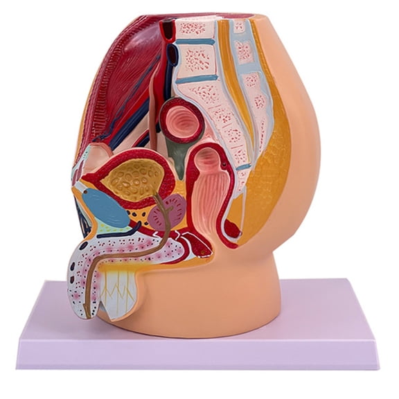Osfvolr Male Vagina Anatomical Model Life Size Median Sagittal Section Human Man Pelvic Cavity Structure Model