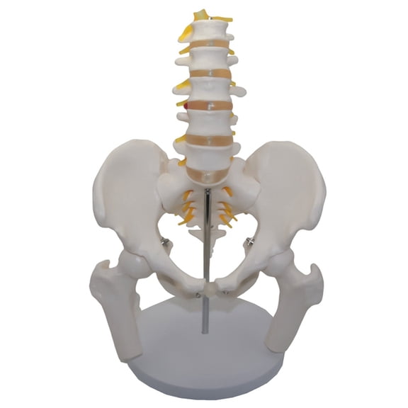 Osfvolr Umbar Vertebrae with Pelvic and Fractured Leg Bone Nerves Plastic Bone Model of Human Body Teaching Equipment