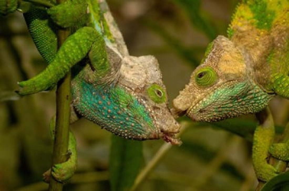 Oshaughnessyi Chameleon lizard Madagascar Africa Canvas Art - Pete Oxford DanitaDelimont (38 x 26)