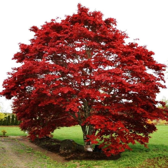 Oshio Beni Japanese Maple Live Tree  1 Gallon