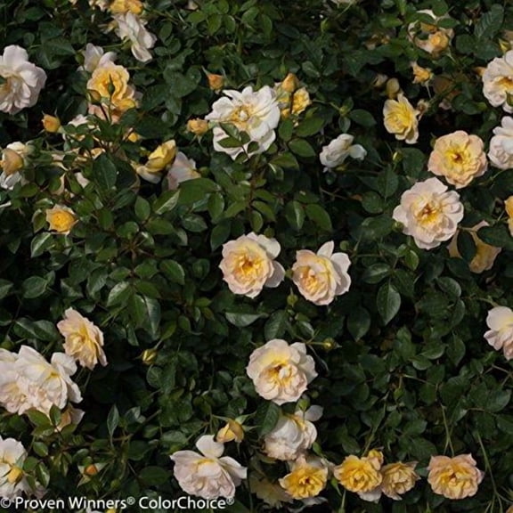 RedCrocus Oso Easy Lemon Zest Landscape Rose - Fragrant, Deer-Resistant Garden Shrub for Borders & Containers  3 Gallon