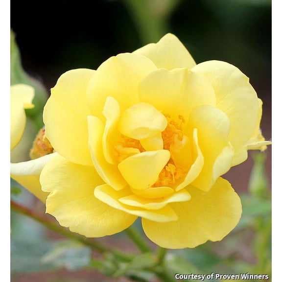 Oso Easy Lemon Zest Rose - 3 Gallon Rose
