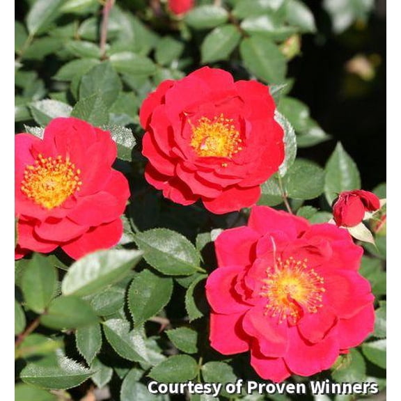 Oso Easy Urban Legend Rose - 3 Gallon Rose