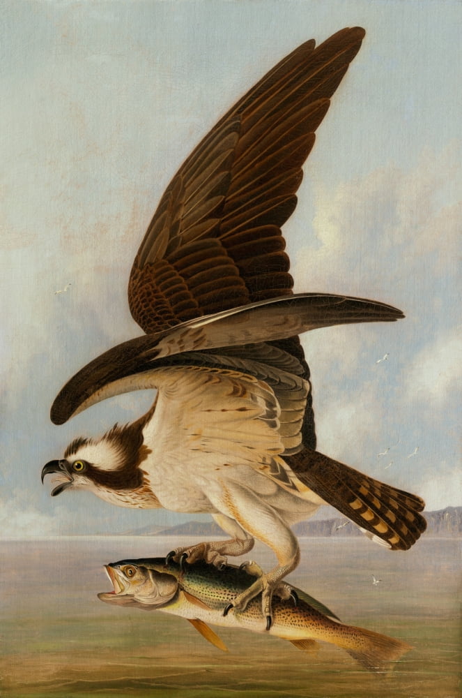 Osprey And Weakfish Canvas Art - (24 x 36)