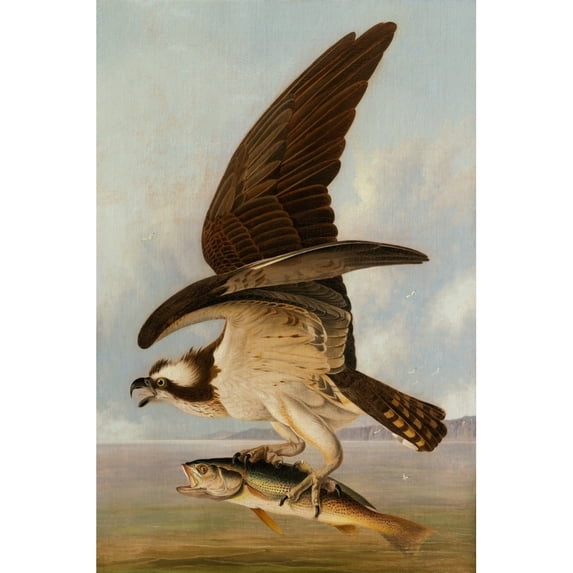 Osprey And Weakfish Poster Print (24 x 36)