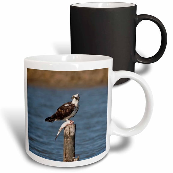 3drose, Osprey Bird (pandion Haliaetus) with Fish, Texas, Usa - Us44 Ldi0507 - Larry Ditto, 11oz Magic Transforming Mug