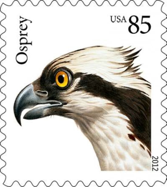 Osprey Canvas Art - US POSTAL SERVICE (24 x 24)