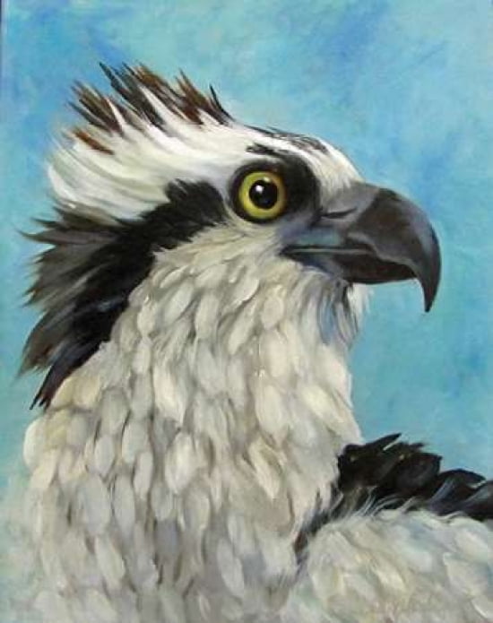 Osprey Eagle Canvas Art - Cheri Wollenberg (22 x 28)