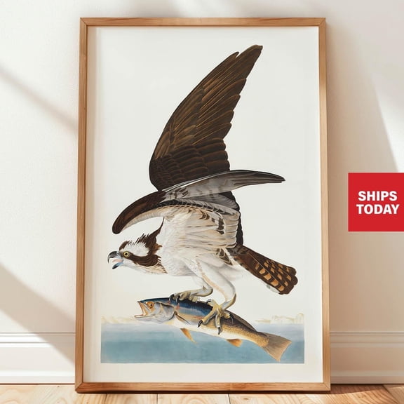 Osprey Fish Hawk Print Vintage Bird Art Retro Bird Wall Art Lakehouse Cabin Decor Osprey Poster Outdoorsy Dad Gift For Him Wall Art, Modern Wall Decor, 8x12 UNFRAMED
