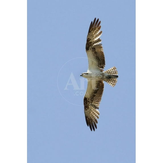 Osprey Flying, Unframed Photographic Print Wall Art by Hal Beral Sold by ArtCom