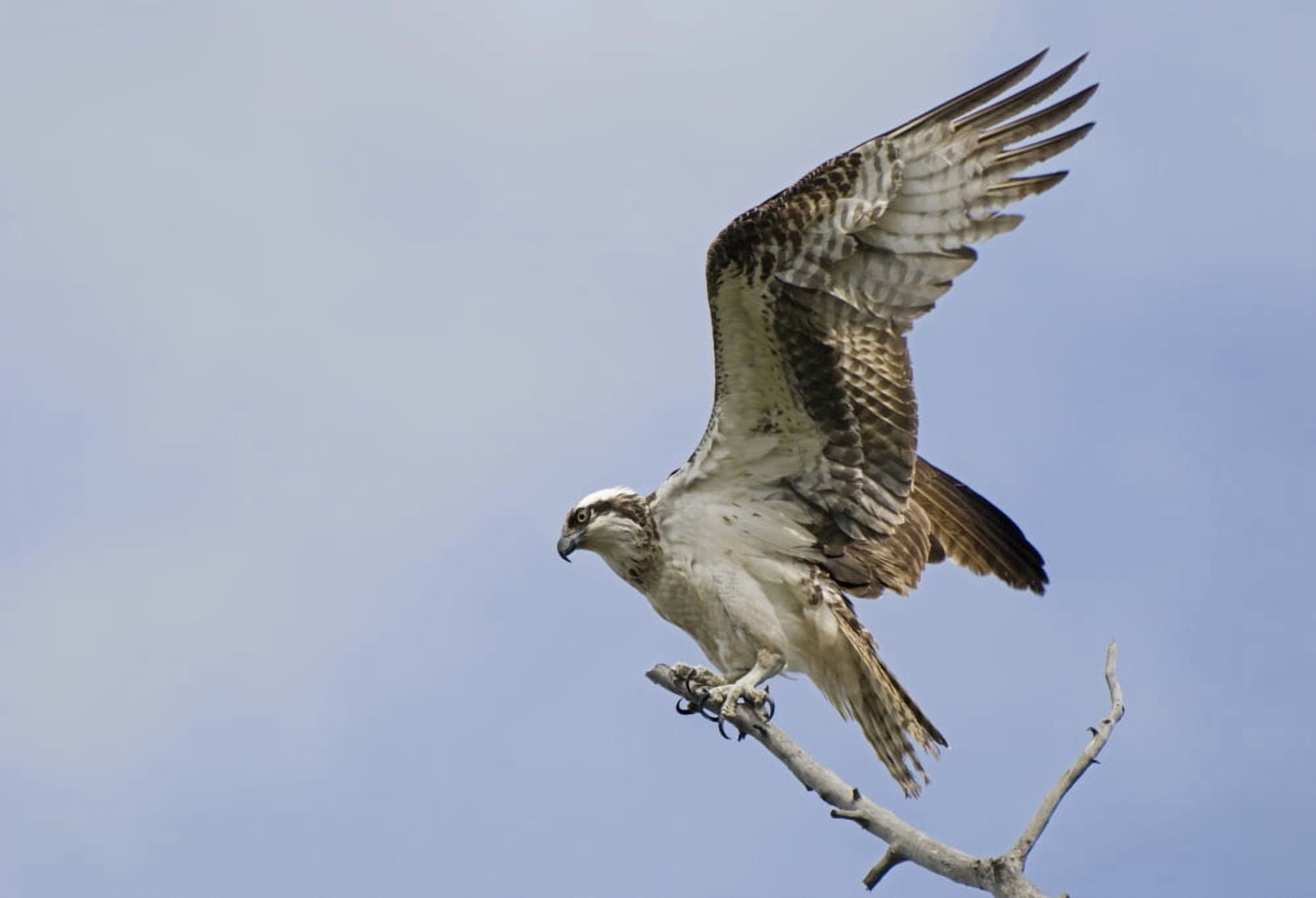 Osprey (Pandion Haliaetus) On A Tree Branch Calgary Alberta Canada Canvas Art - Philippe Widling Design Pics (18 x 12)