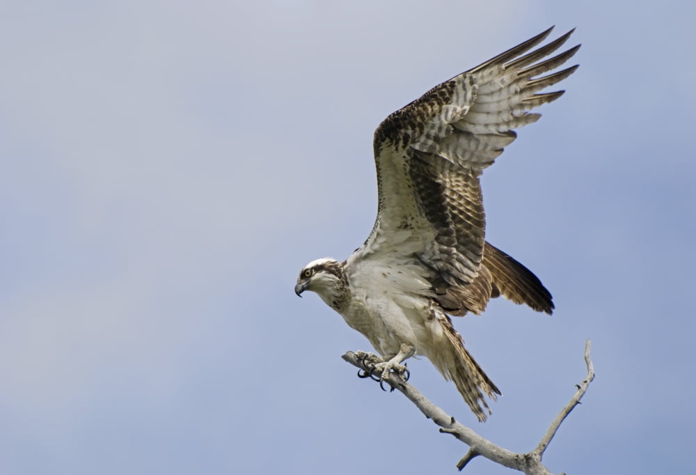 Osprey (Pandion Haliaetus) On A Tree Branch Calgary Alberta Canada Canvas Art - Philippe Widling Design Pics (36 x 24)