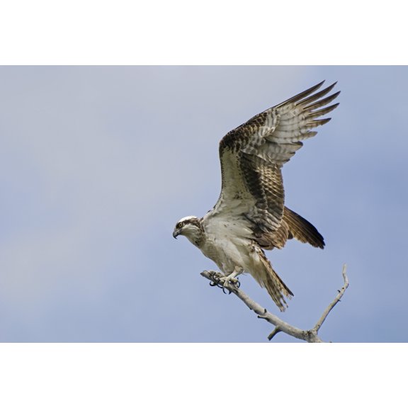 Osprey (Pandion Haliaetus) On A Tree Branch Calgary Alberta Canada Canvas Art - Philippe Widling Design Pics (36 x 24)