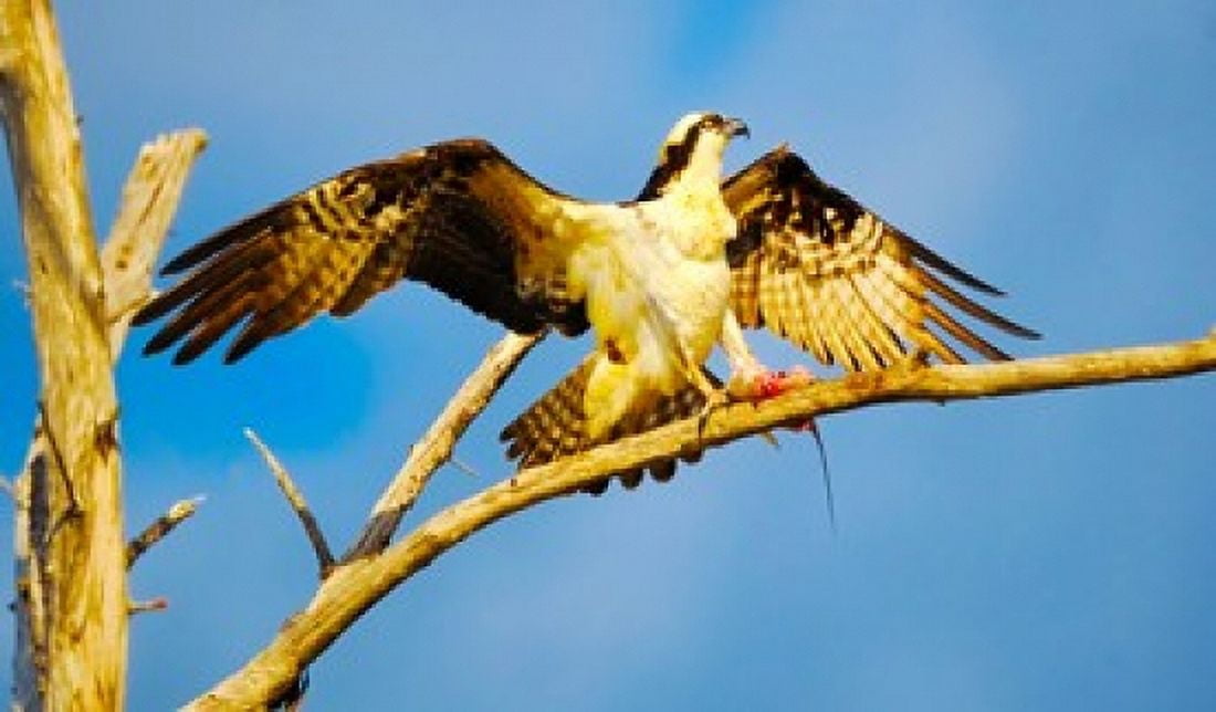 Osprey (Pandion haliaetus) with spread wings perching on a branch Canvas Art - Panoramic Images (20 x 12)
