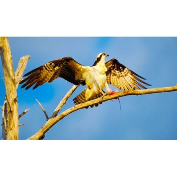 Osprey (Pandion haliaetus) with spread wings perching on a branch Poster Print (40 x 24)