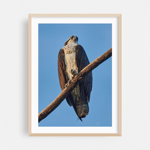 Osprey - Photography Wildlife Bird Nature Animal Scenic Woodland Vintage Oak Framed Wall Art Print 5 x 7 inches