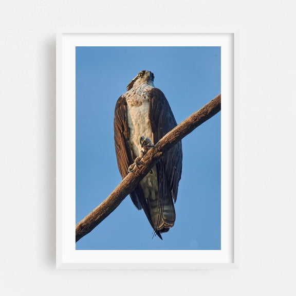 Osprey - Photography Wildlife Bird Nature Animal Scenic Woodland Vintage White Framed Wall Art Print 24 x 36 inches