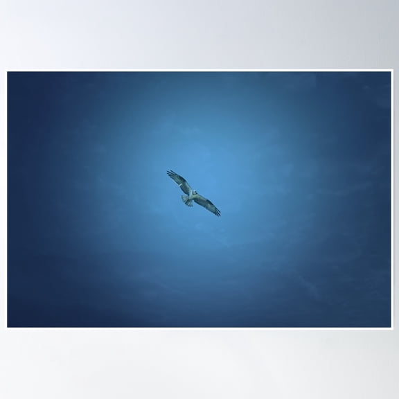 Osprey Poster Wall Art, Modern Wall Decor, 8x12 UNFRAMED
