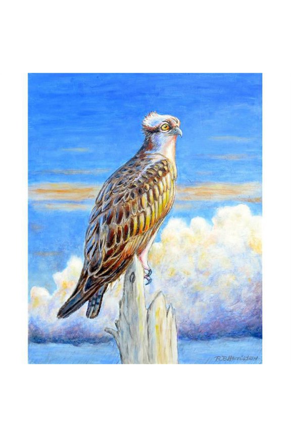 Osprey Storm Beach Towel