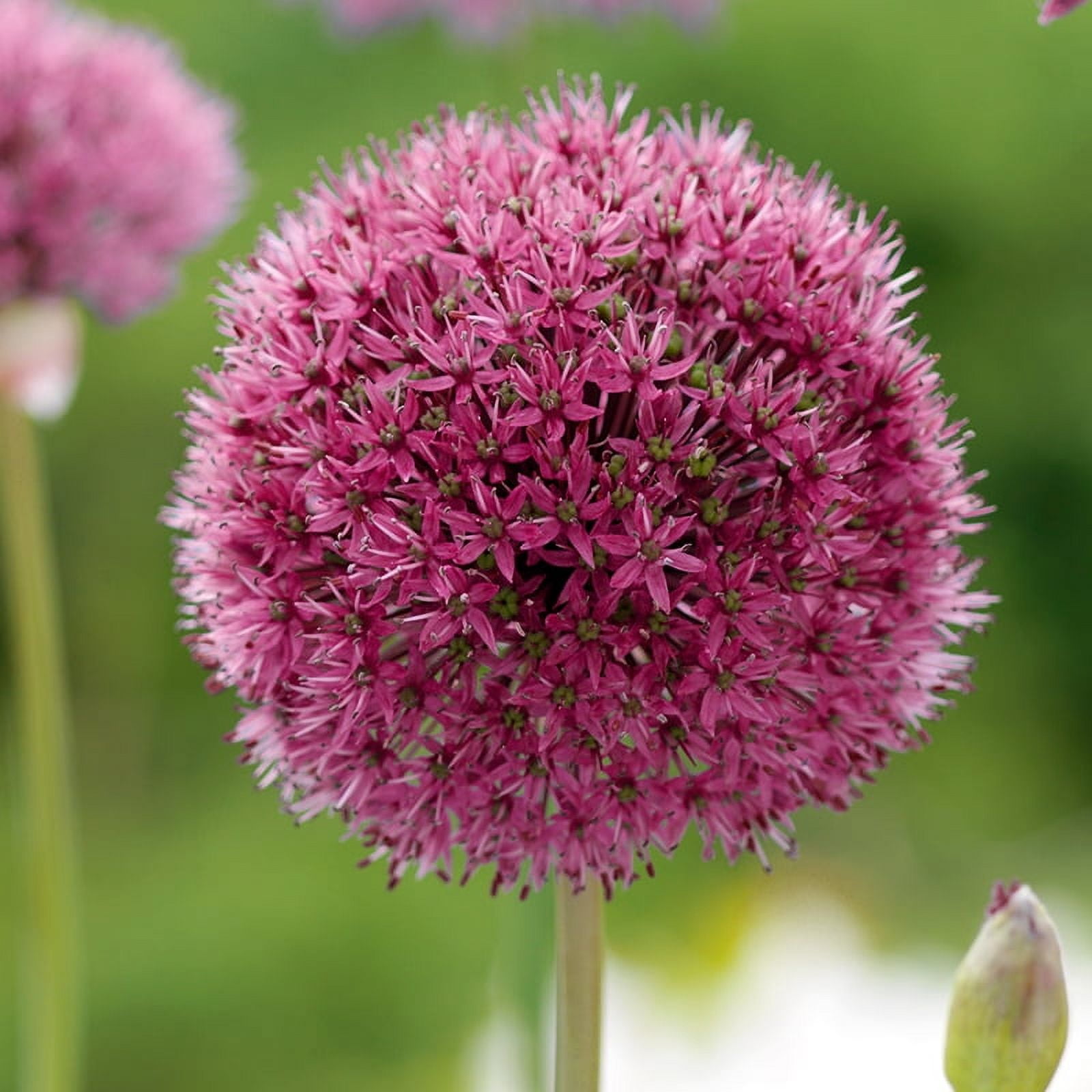 Ostara Allium Flower Bulbs - 5 Bulbs per Pack - Attracts Butterflies and Hummingbirds - Deer Resistant - Good as Cut Flowers - Perennializing