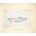 thumbnail image 1 of Osteoglossum Bicirrhosum, Silver Arowana Poster Print By Mary Evans Natural History Museum (24 X 18), 1 of 3