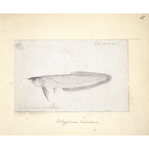 Osteoglossum Bicirrhosum, Silver Arowana Poster Print By Mary Evans Natural History Museum (24 X 18)