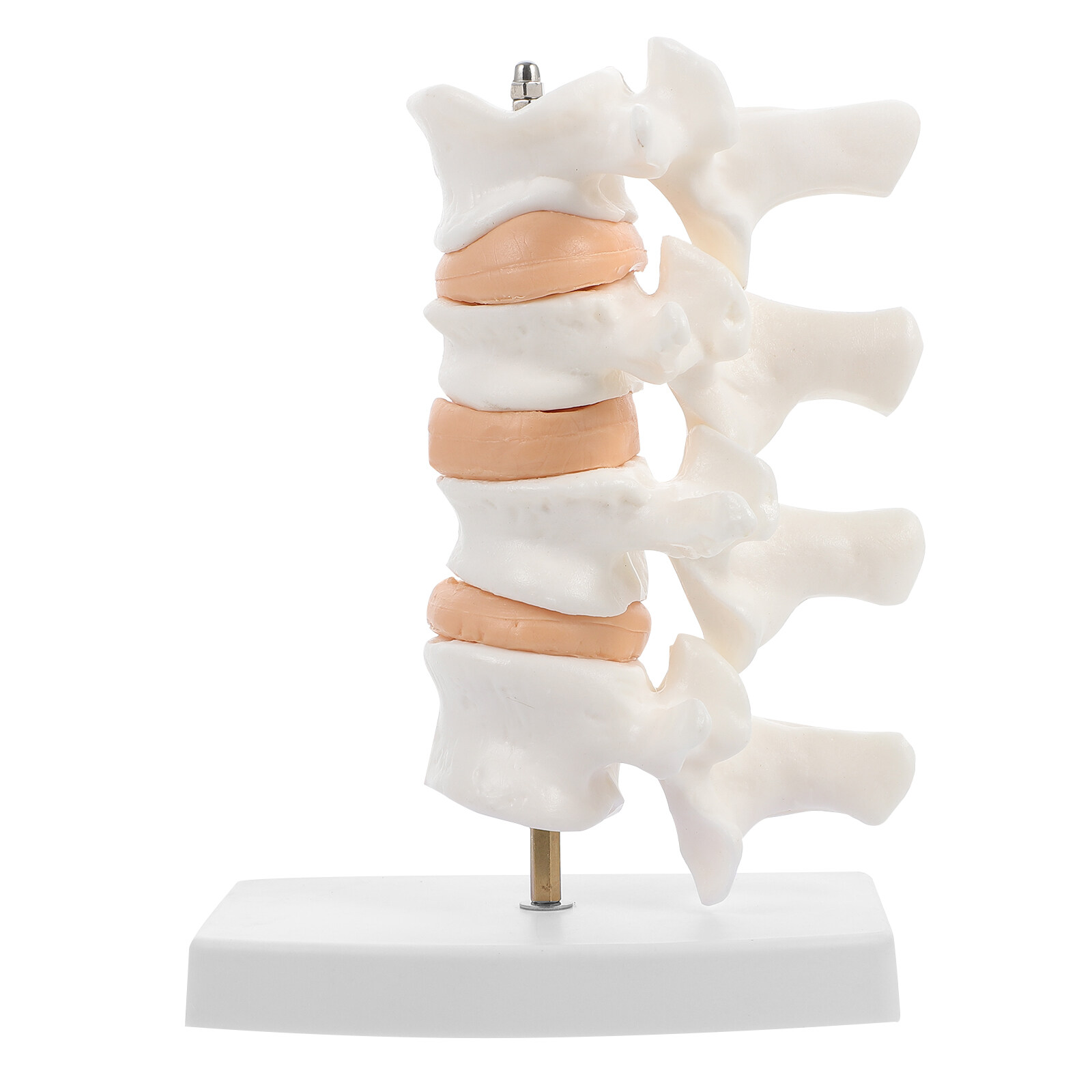 Osteoporosis Mold Spine Anatomy Model PVC Models Vertical Human Body