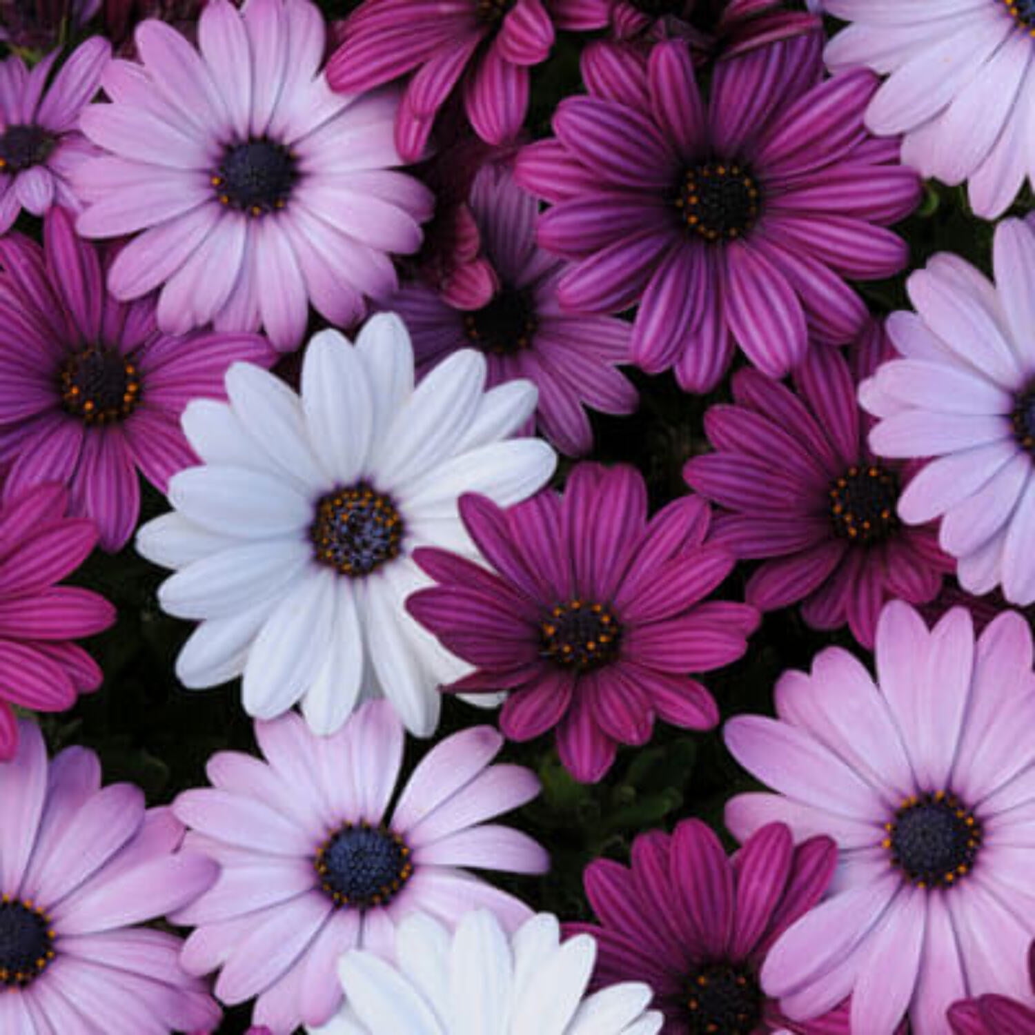 Osteospermum Akila Mix F1 Seed, Untreated, 50 Seeds
